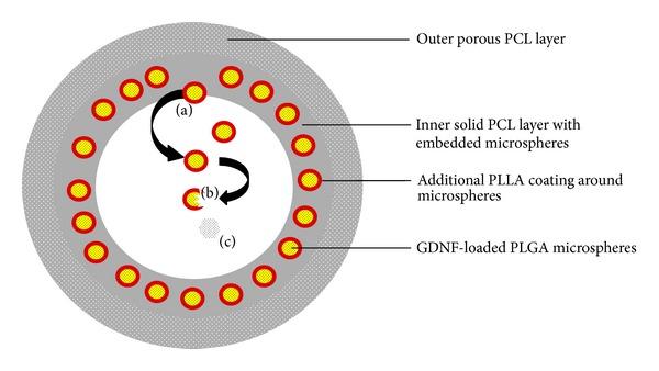 https://cdn.ncbi.nlm.nih.gov/pmc/blobs/2895/4131113/e6c1b4999548/BMRI2014-132350.009.jpg