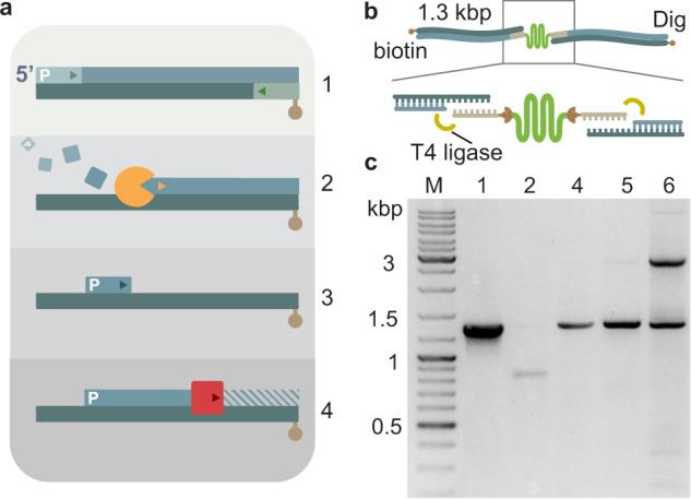 https://cdn.ncbi.nlm.nih.gov/pmc/blobs/2895/9814868/33b29a5ff360/42004_2020_267_Fig2_HTML.jpg