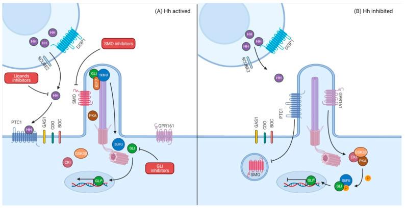 https://cdn.ncbi.nlm.nih.gov/pmc/blobs/289c/8063837/5c69d53d3cec/biology-10-00255-g001.jpg