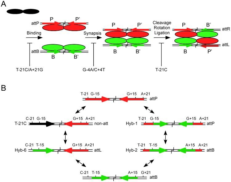 https://cdn.ncbi.nlm.nih.gov/pmc/blobs/289e/3642061/144dbce24005/pgen.1003490.g006.jpg