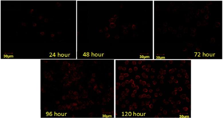 https://cdn.ncbi.nlm.nih.gov/pmc/blobs/28a2/6318424/1fb70091209e/APJCP-19-3175-g002.jpg