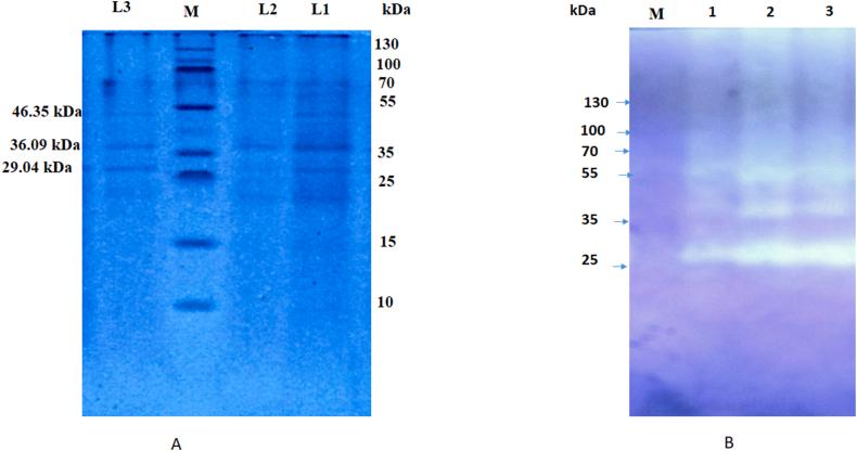 https://cdn.ncbi.nlm.nih.gov/pmc/blobs/28a9/10923713/9f60dcc48eae/gr9.jpg