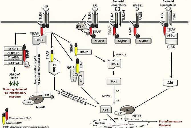 https://cdn.ncbi.nlm.nih.gov/pmc/blobs/28aa/8297548/e482c7d33a24/fimmu-12-697588-g002.jpg