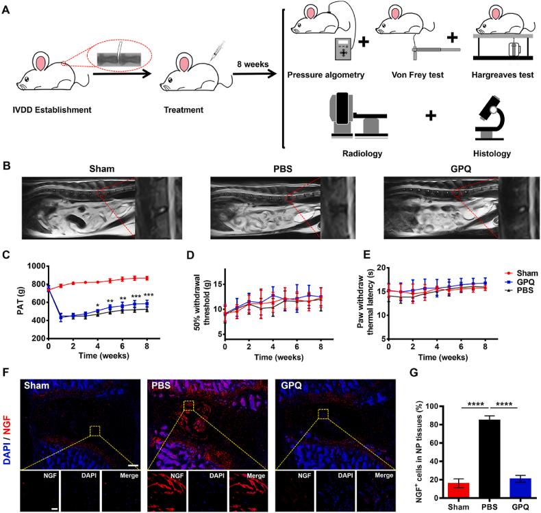 https://cdn.ncbi.nlm.nih.gov/pmc/blobs/28ab/11338064/7313807c6615/gr7.jpg