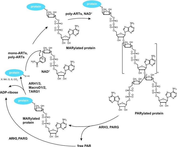 https://cdn.ncbi.nlm.nih.gov/pmc/blobs/28ab/8421145/01ebdedea366/gkab618fig1.jpg