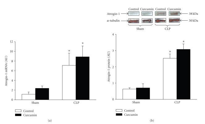 https://cdn.ncbi.nlm.nih.gov/pmc/blobs/28ac/2279164/74dd2af458f0/MI2008-317851.002.jpg