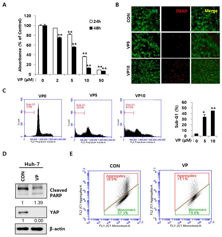 https://cdn.ncbi.nlm.nih.gov/pmc/blobs/28ae/8837083/4aa5b8dea2f5/ijms-23-01855-g002.jpg