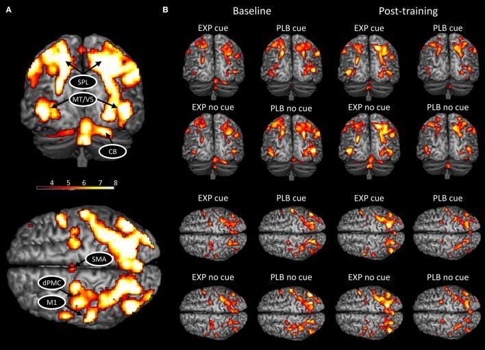https://cdn.ncbi.nlm.nih.gov/pmc/blobs/28b0/5780425/4429a53b8c0b/fnins-12-00003-g0001.jpg