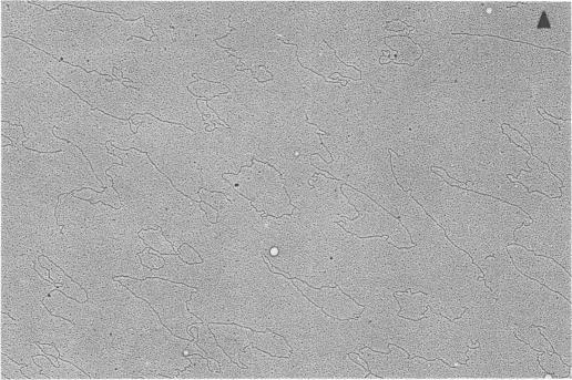 https://cdn.ncbi.nlm.nih.gov/pmc/blobs/28b1/354989/89e6b535a4c6/jvirol00226-0303-a.jpg