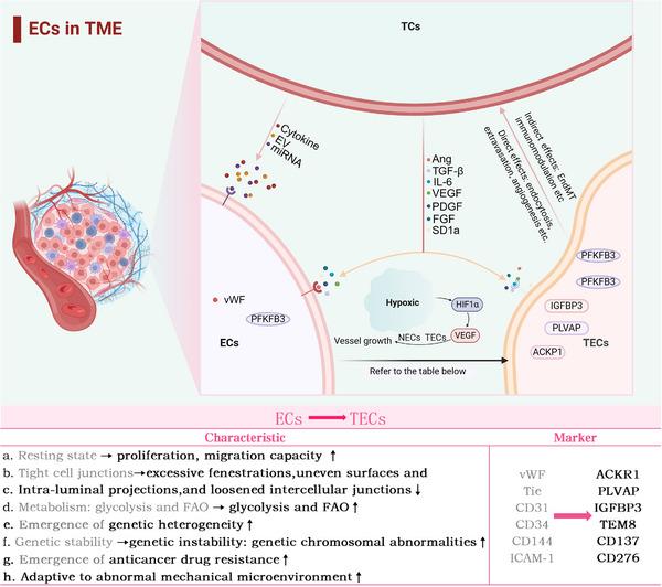 https://cdn.ncbi.nlm.nih.gov/pmc/blobs/28b3/12017902/93a623c43aad/CTM2-15-e70313-g005.jpg