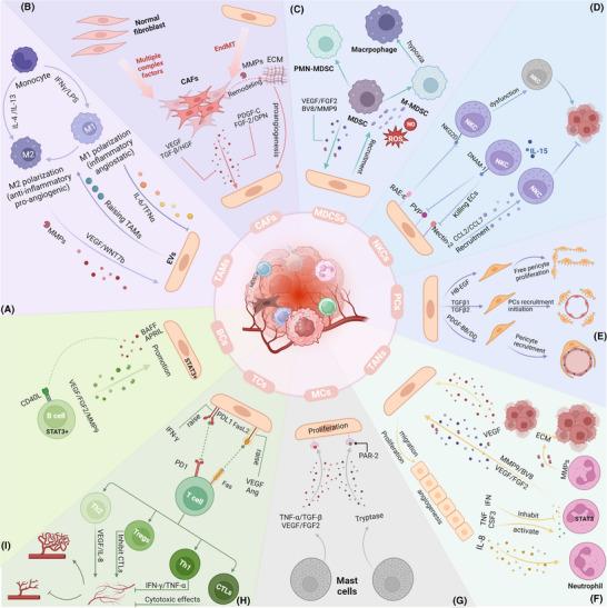 https://cdn.ncbi.nlm.nih.gov/pmc/blobs/28b3/12017902/a9db530aa20e/CTM2-15-e70313-g002.jpg
