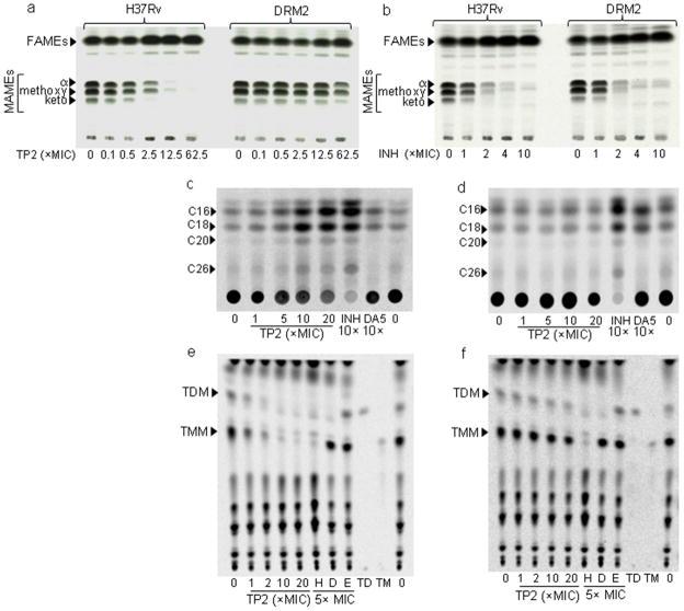 https://cdn.ncbi.nlm.nih.gov/pmc/blobs/28b4/3720791/d285e2fe09e9/nihms481027f1.jpg