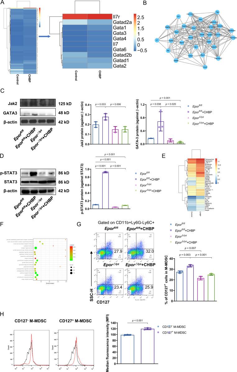 https://cdn.ncbi.nlm.nih.gov/pmc/blobs/28b6/7881243/c3a2747887e4/41419_2021_3448_Fig5_HTML.jpg