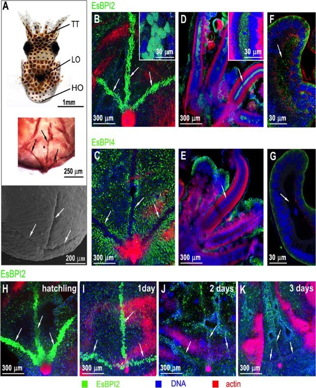 https://cdn.ncbi.nlm.nih.gov/pmc/blobs/28bc/5380838/5088ded1e235/mbo0021732530006.jpg