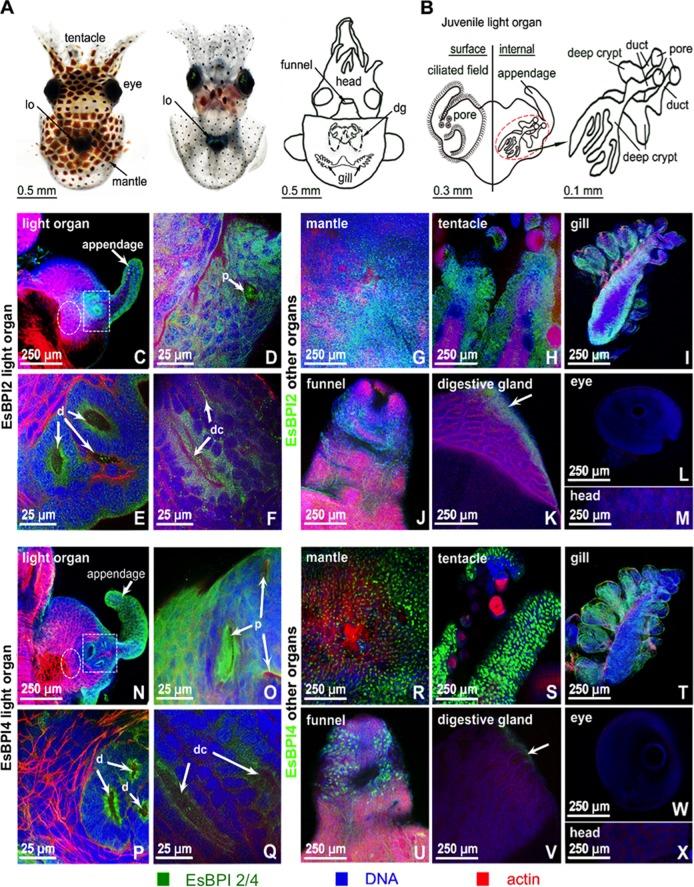 https://cdn.ncbi.nlm.nih.gov/pmc/blobs/28bc/5380838/efade80b8dde/mbo0021732530004.jpg