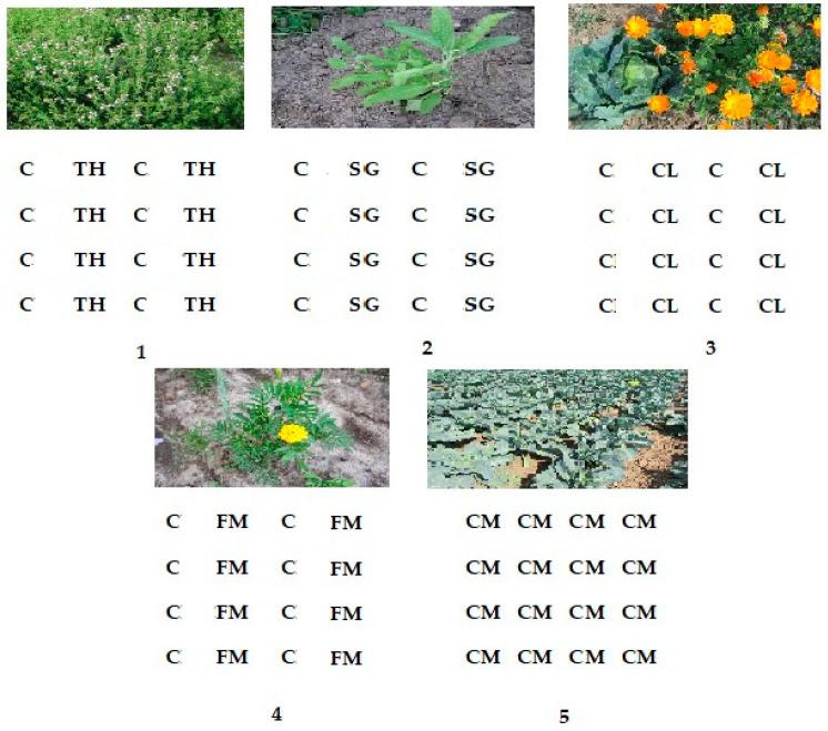 https://cdn.ncbi.nlm.nih.gov/pmc/blobs/28bd/11244383/5ffe1b860df1/plants-13-01870-g002.jpg
