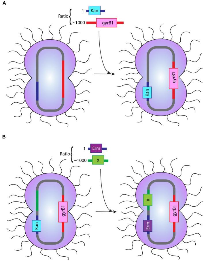 https://cdn.ncbi.nlm.nih.gov/pmc/blobs/28c3/10319059/1900a9643e41/fmicb-14-1178128-g004.jpg