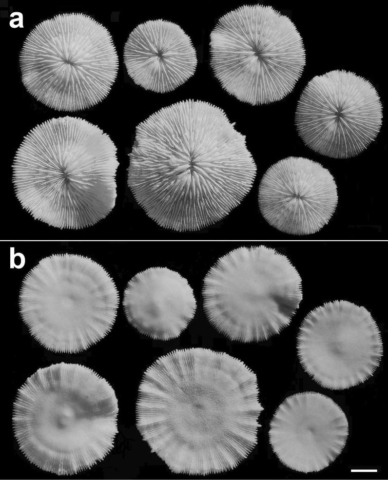 https://cdn.ncbi.nlm.nih.gov/pmc/blobs/28c4/3909799/0c3e18c083a2/ZooKeys-371-057-g008.jpg