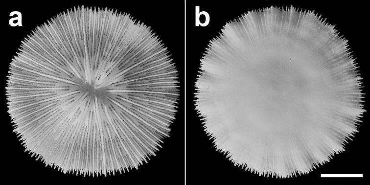 https://cdn.ncbi.nlm.nih.gov/pmc/blobs/28c4/3909799/b2691b2d49ba/ZooKeys-371-057-g004.jpg