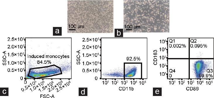 https://cdn.ncbi.nlm.nih.gov/pmc/blobs/28c4/9491040/7a0e1761889d/AJA-24-513-g001.jpg