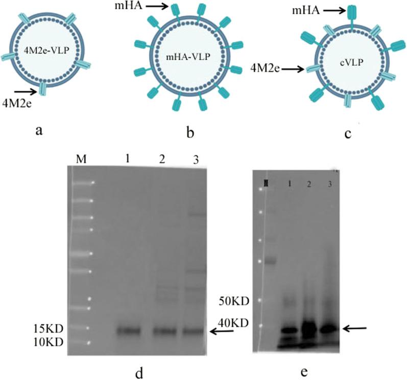 https://cdn.ncbi.nlm.nih.gov/pmc/blobs/28c4/9972598/1892dda06afc/12985_2023_1994_Fig2_HTML.jpg