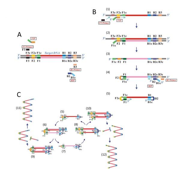 https://cdn.ncbi.nlm.nih.gov/pmc/blobs/28c8/3359816/7de85d63d471/ima-2-177-g006.jpg