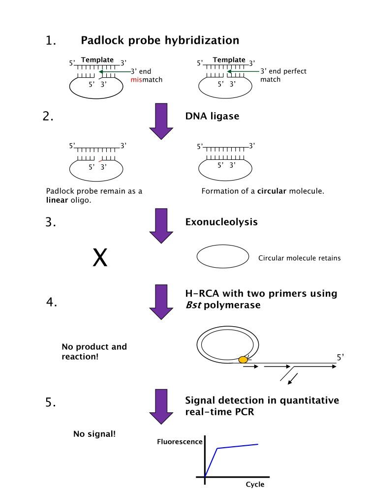 https://cdn.ncbi.nlm.nih.gov/pmc/blobs/28c8/3359816/8c8ce736b167/ima-2-177-g005.jpg