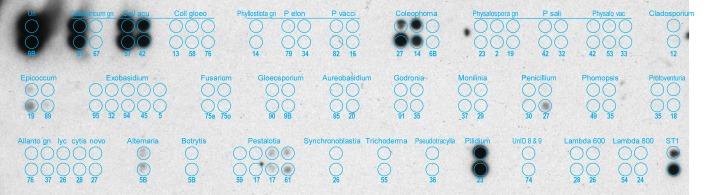 https://cdn.ncbi.nlm.nih.gov/pmc/blobs/28c8/3359816/d0addec8a87a/ima-2-177-g002.jpg