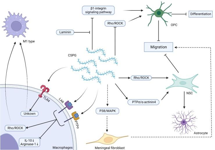 https://cdn.ncbi.nlm.nih.gov/pmc/blobs/28c9/10796098/2389333b5028/AD-15-1-153-g5.jpg