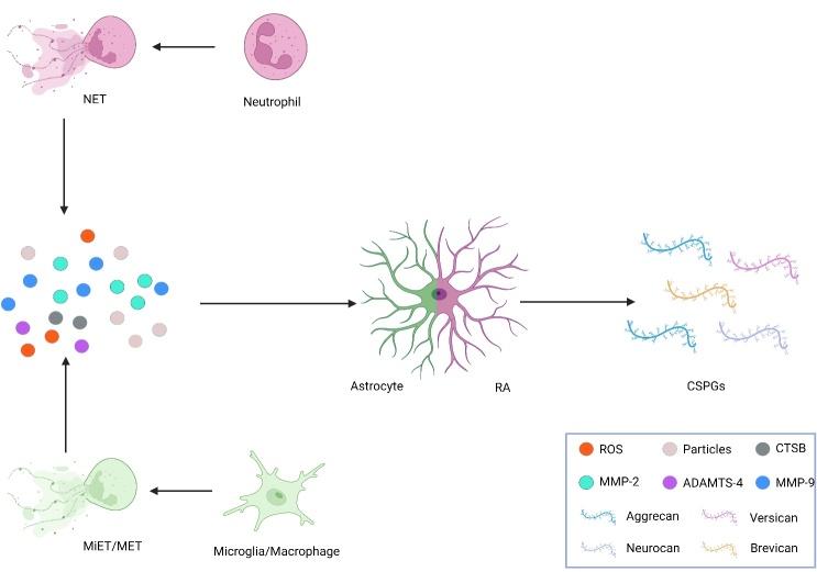 https://cdn.ncbi.nlm.nih.gov/pmc/blobs/28c9/10796098/90593e812d26/AD-15-1-153-g1.jpg