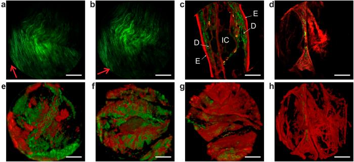 https://cdn.ncbi.nlm.nih.gov/pmc/blobs/28ca/4682136/59cd1fb3b340/srep18303-f4.jpg