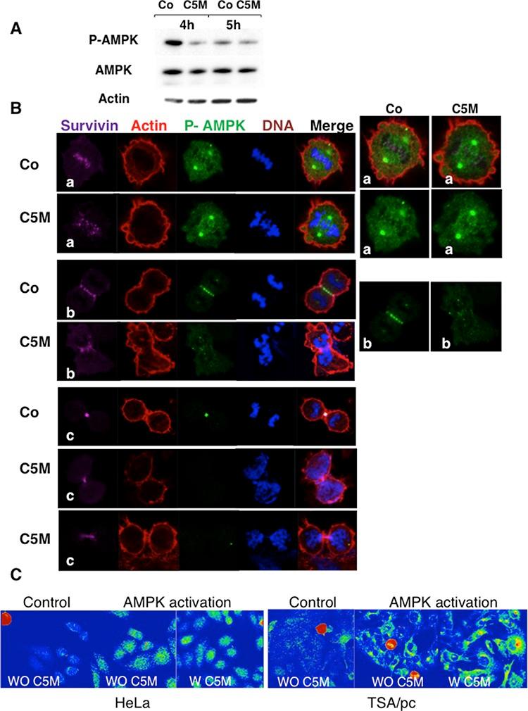 https://cdn.ncbi.nlm.nih.gov/pmc/blobs/28cb/4673153/a1d9bda1bd48/oncotarget-06-22152-g005.jpg