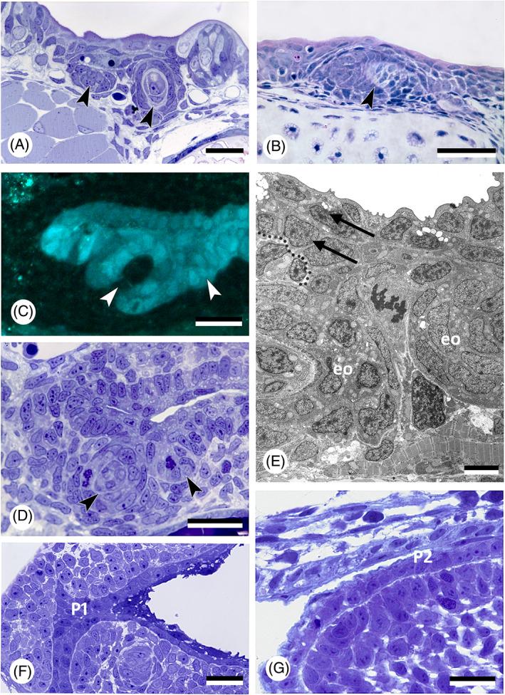 https://cdn.ncbi.nlm.nih.gov/pmc/blobs/28cb/9293187/58ec310e12bf/BRV-97-414-g006.jpg