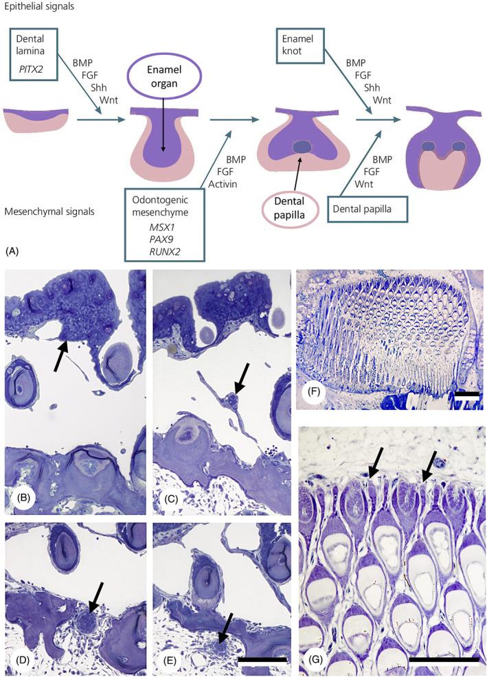 https://cdn.ncbi.nlm.nih.gov/pmc/blobs/28cb/9293187/59c8332ac8e4/BRV-97-414-g011.jpg