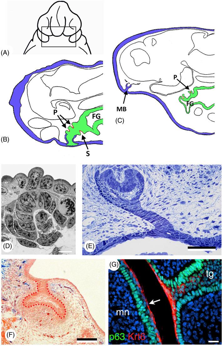 https://cdn.ncbi.nlm.nih.gov/pmc/blobs/28cb/9293187/77c7710105d0/BRV-97-414-g001.jpg