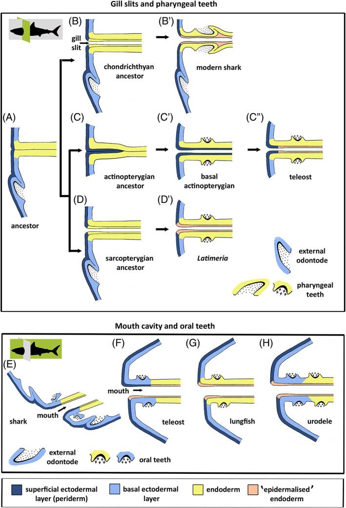 https://cdn.ncbi.nlm.nih.gov/pmc/blobs/28cb/9293187/7b509af155c0/BRV-97-414-g008.jpg