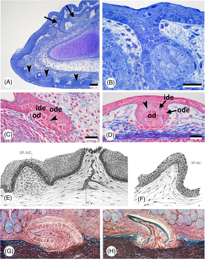 https://cdn.ncbi.nlm.nih.gov/pmc/blobs/28cb/9293187/c28e8620fd1d/BRV-97-414-g002.jpg