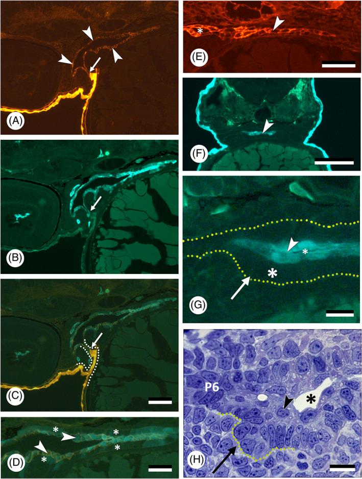 https://cdn.ncbi.nlm.nih.gov/pmc/blobs/28cb/9293187/cee081b9b6f9/BRV-97-414-g007.jpg