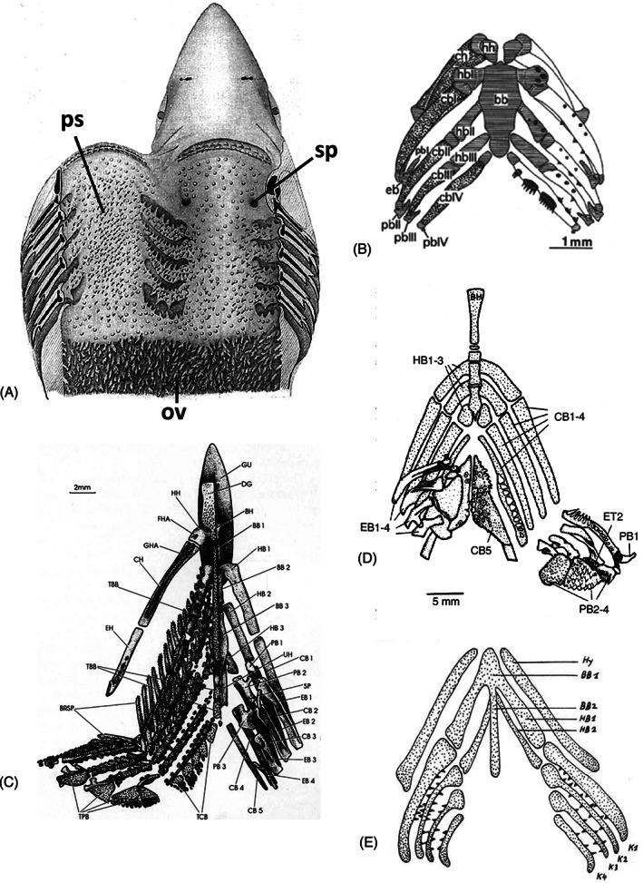 https://cdn.ncbi.nlm.nih.gov/pmc/blobs/28cb/9293187/d1d159c1bd36/BRV-97-414-g004.jpg