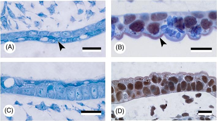 https://cdn.ncbi.nlm.nih.gov/pmc/blobs/28cb/9293187/d49423d46c9f/BRV-97-414-g009.jpg