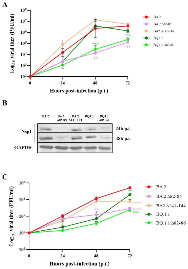 https://cdn.ncbi.nlm.nih.gov/pmc/blobs/28cc/11125901/52284717e378/viruses-16-00689-g001.jpg