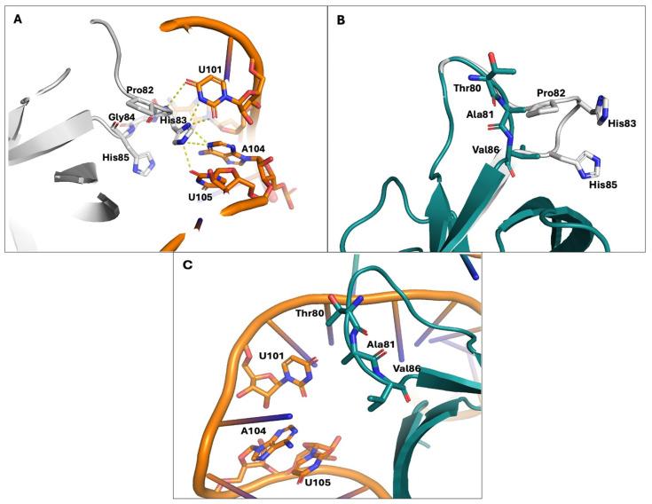 https://cdn.ncbi.nlm.nih.gov/pmc/blobs/28cc/11125901/d05cc3effa88/viruses-16-00689-g006.jpg