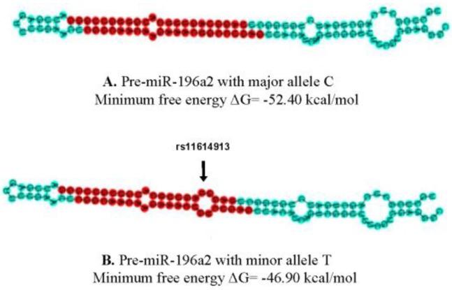 https://cdn.ncbi.nlm.nih.gov/pmc/blobs/28ce/5751132/81799f419aab/ijms-18-02529-g002.jpg