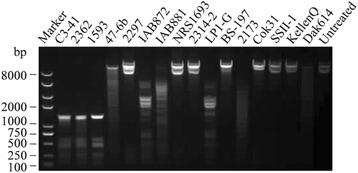 https://cdn.ncbi.nlm.nih.gov/pmc/blobs/28d4/5437673/b15938089563/12866_2017_1014_Fig5_HTML.jpg