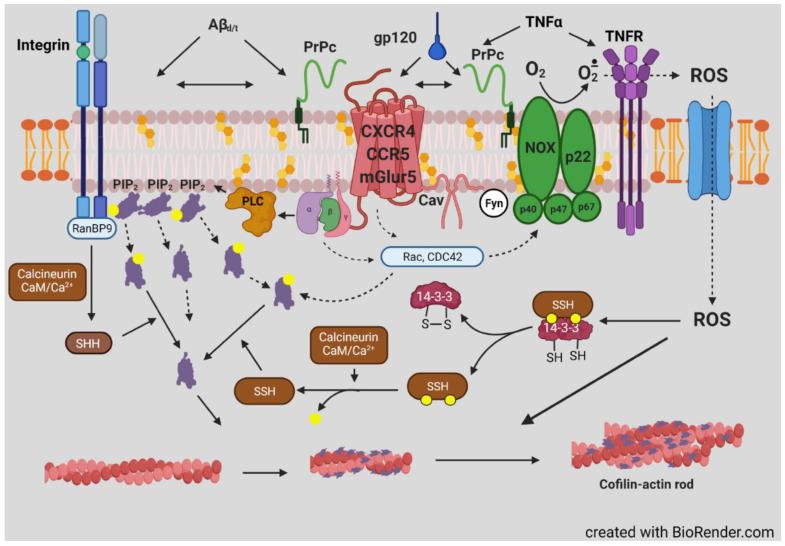 https://cdn.ncbi.nlm.nih.gov/pmc/blobs/28d4/8534876/13c7327abae0/cells-10-02726-g010.jpg