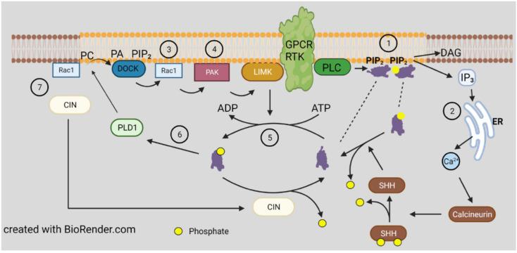 https://cdn.ncbi.nlm.nih.gov/pmc/blobs/28d4/8534876/b966c965e9ea/cells-10-02726-g003.jpg