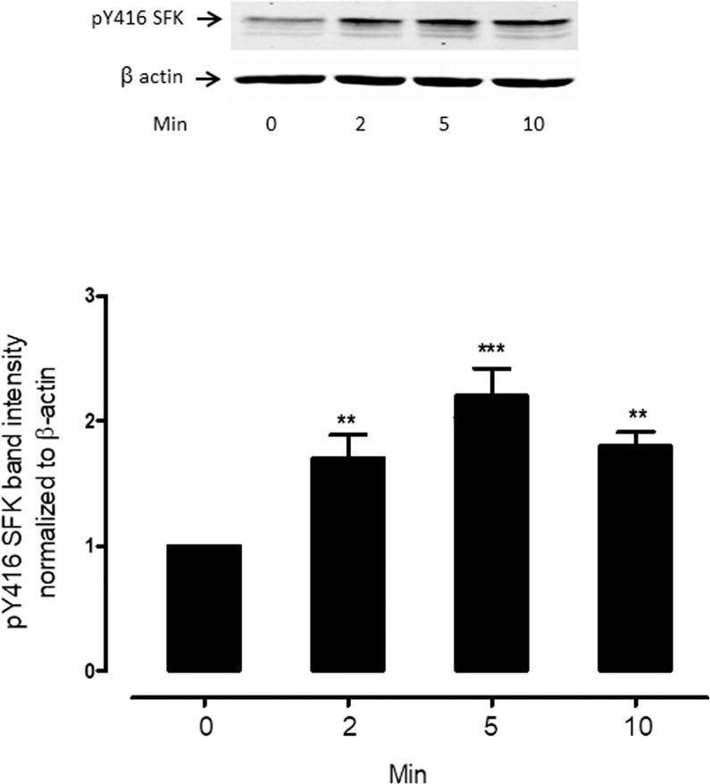 https://cdn.ncbi.nlm.nih.gov/pmc/blobs/28d5/6108779/09176f7c9427/i1552-5783-58-11-4447-f07.jpg