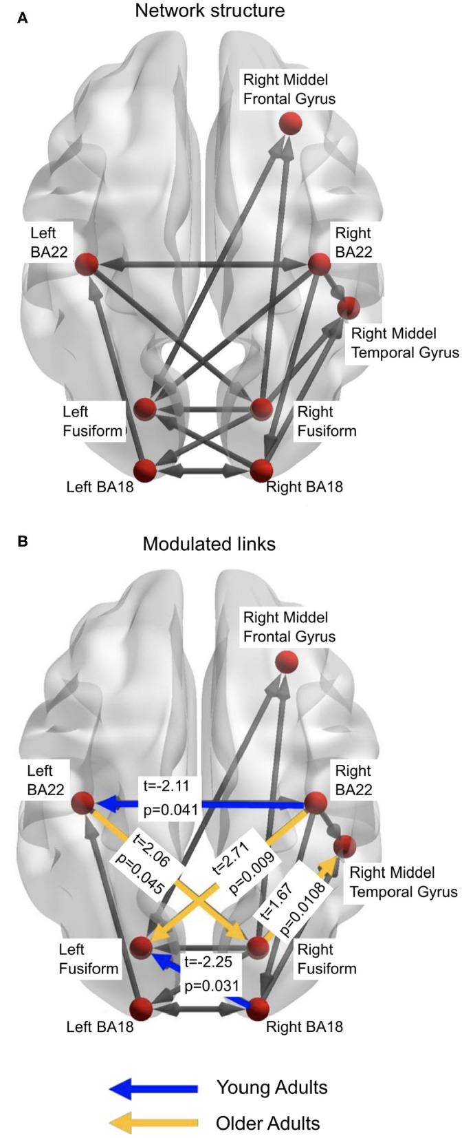https://cdn.ncbi.nlm.nih.gov/pmc/blobs/28d5/8062739/d4a08d1bceb9/fnagi-13-631599-g0005.jpg