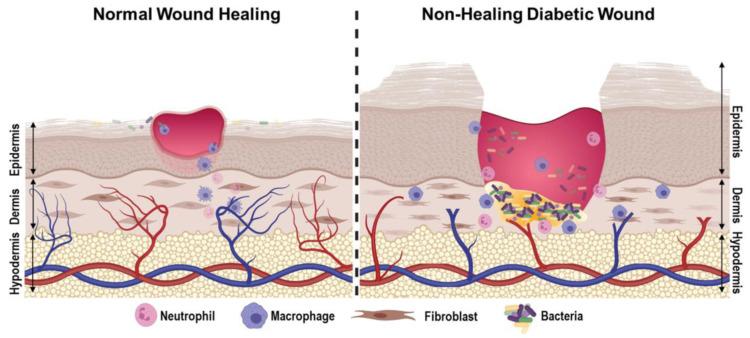https://cdn.ncbi.nlm.nih.gov/pmc/blobs/28d6/12109083/bd70d33620a4/bioengineering-12-00474-g001.jpg