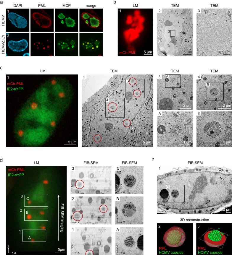 https://cdn.ncbi.nlm.nih.gov/pmc/blobs/28d6/8975554/3b78dd8fdcdb/elife-73006-fig7.jpg